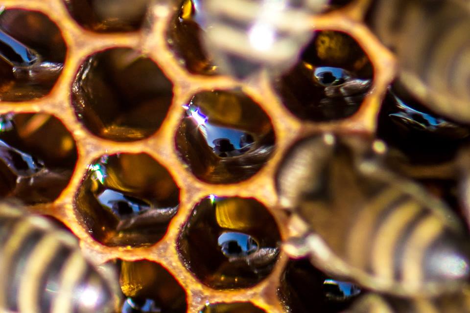 Le miel en rayon : un produit d'exception